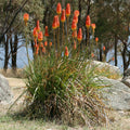 Kniphofia uvaria 'Grandiflora' BIO (Couleur surprise)