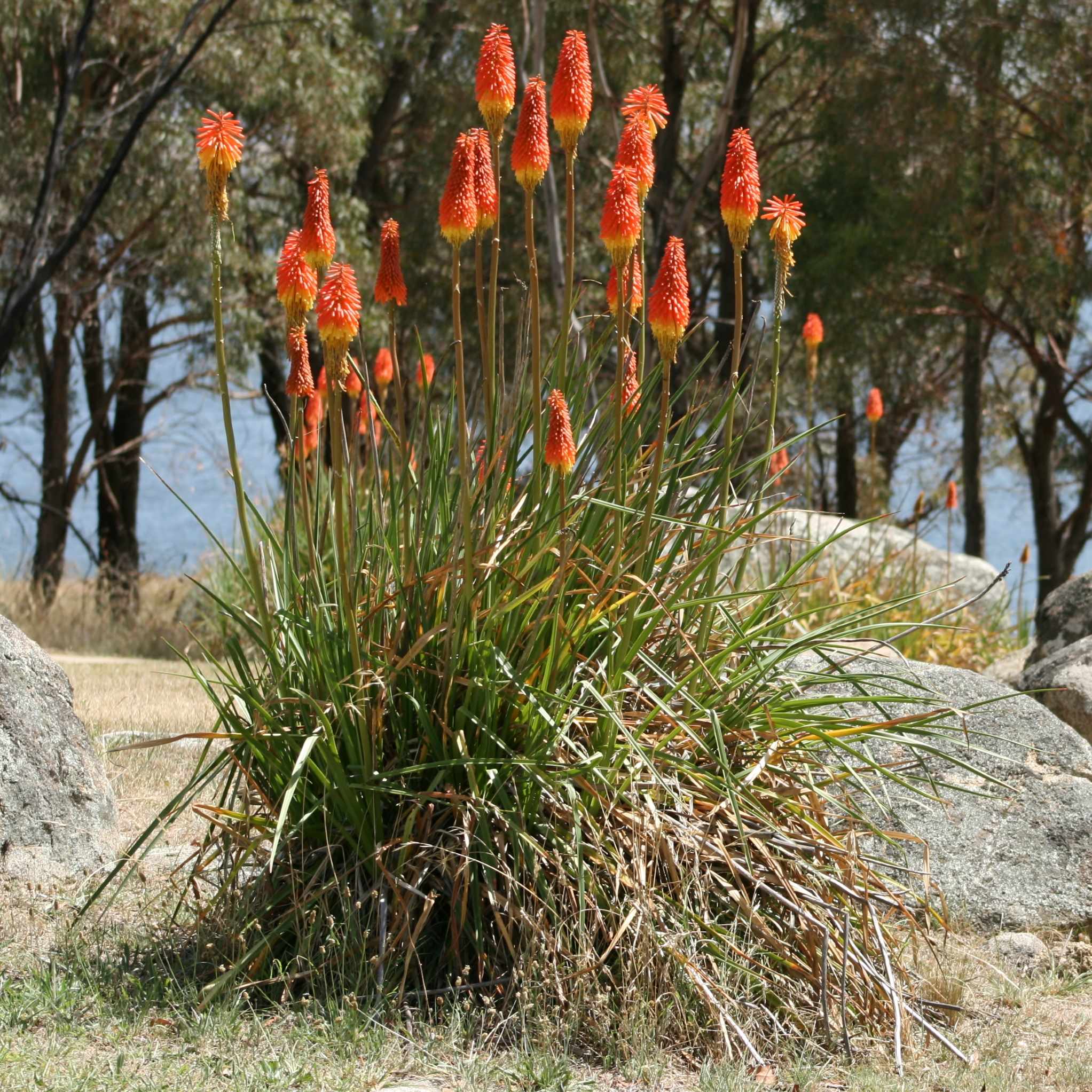 Kniphofia uvaria 'Grandiflora' BIO (Couleur surprise)
