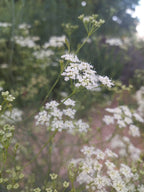 Seseli elatum ssp. osseum BIO