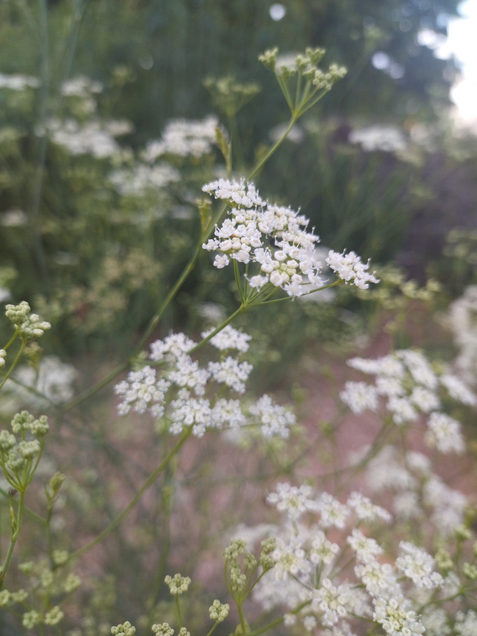 Seseli elatum ssp. osseum BIO