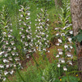 Acanthus mollis BIO