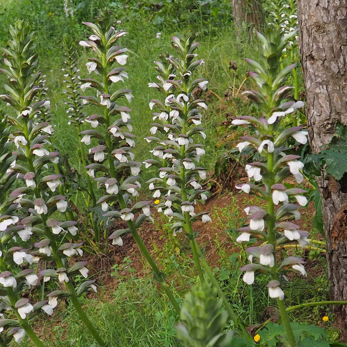 Acanthus mollis BIO