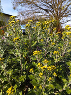 Ajania pacifica BIO