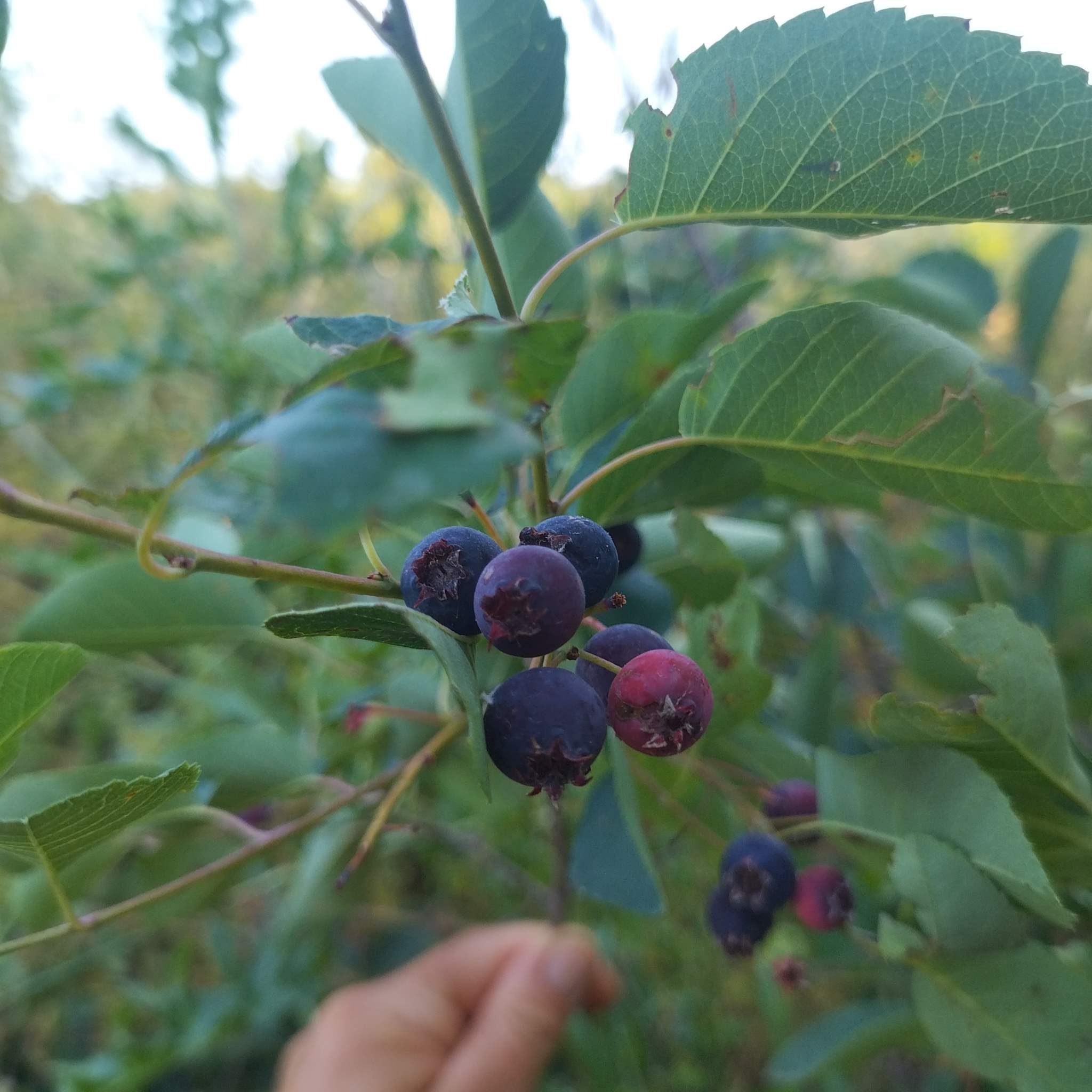 Amelanchier humilis BIO