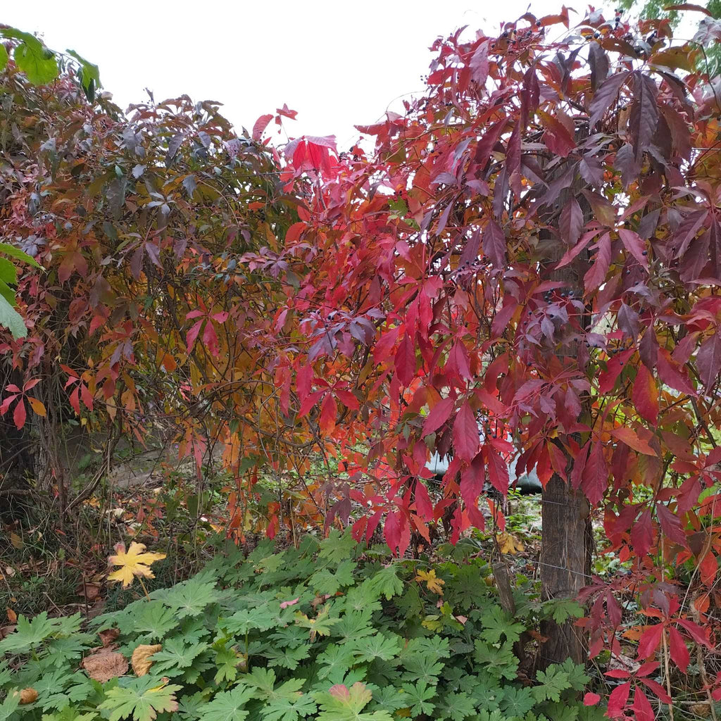 Parthenocissus quinquefolia BIO - Vigne vierge