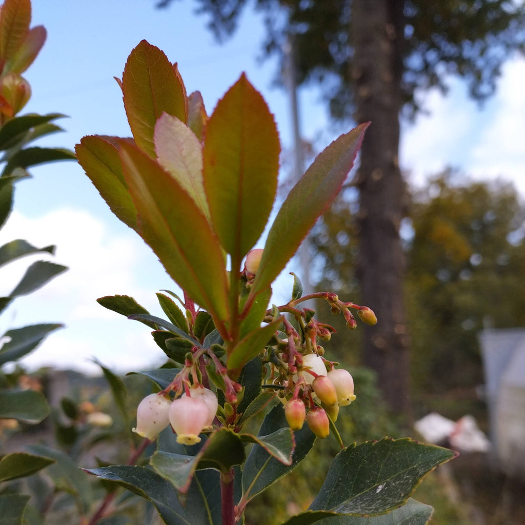 Arbutus unedo BIO - Arbousier
