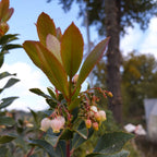 Arbutus unedo BIO - Arbousier