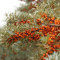 Hippophaë rhamnoides 'Gardens Gift' BIO - Argousier femelle