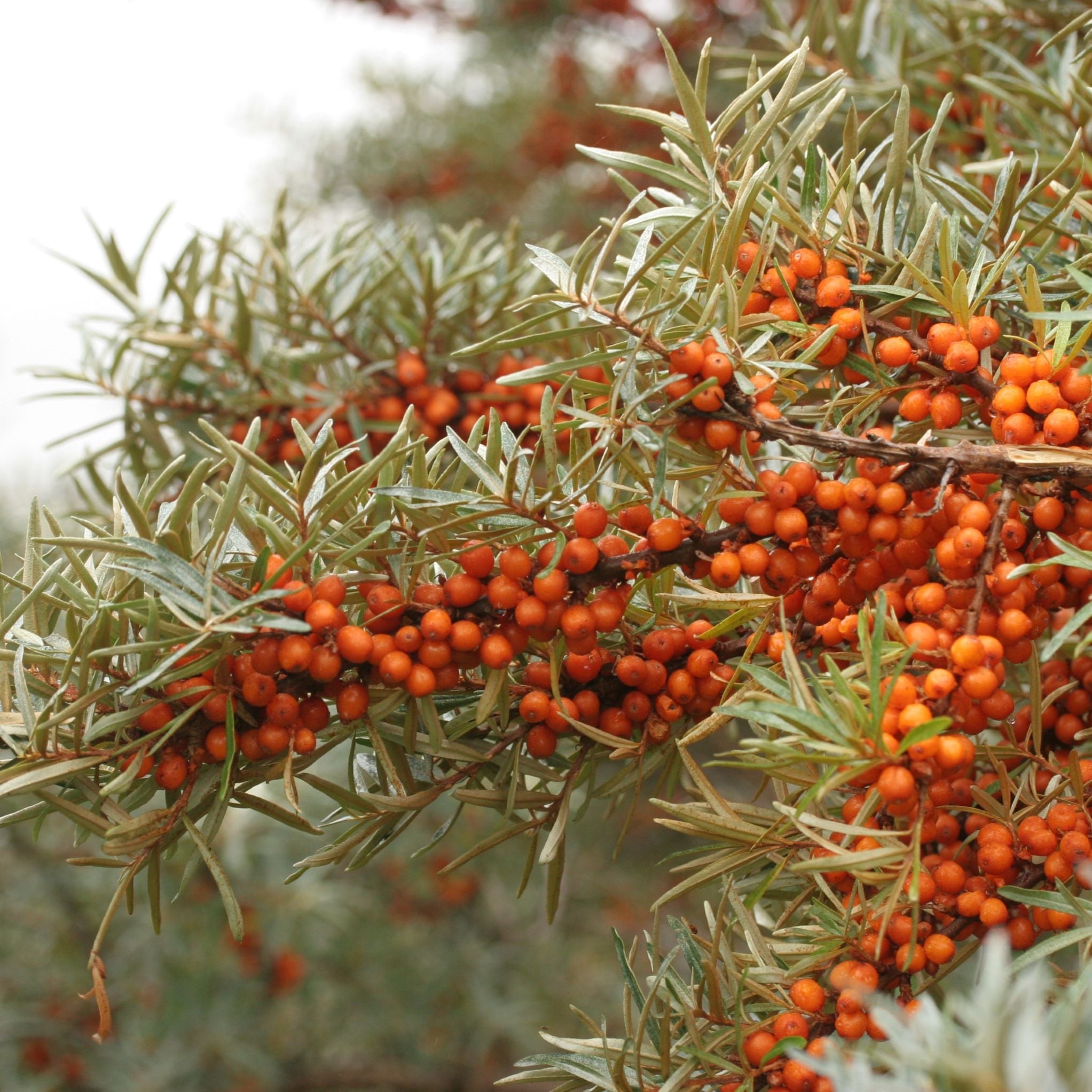 Hippophaë rhamnoides 'Gardens Gift' BIO - Argousier femelle