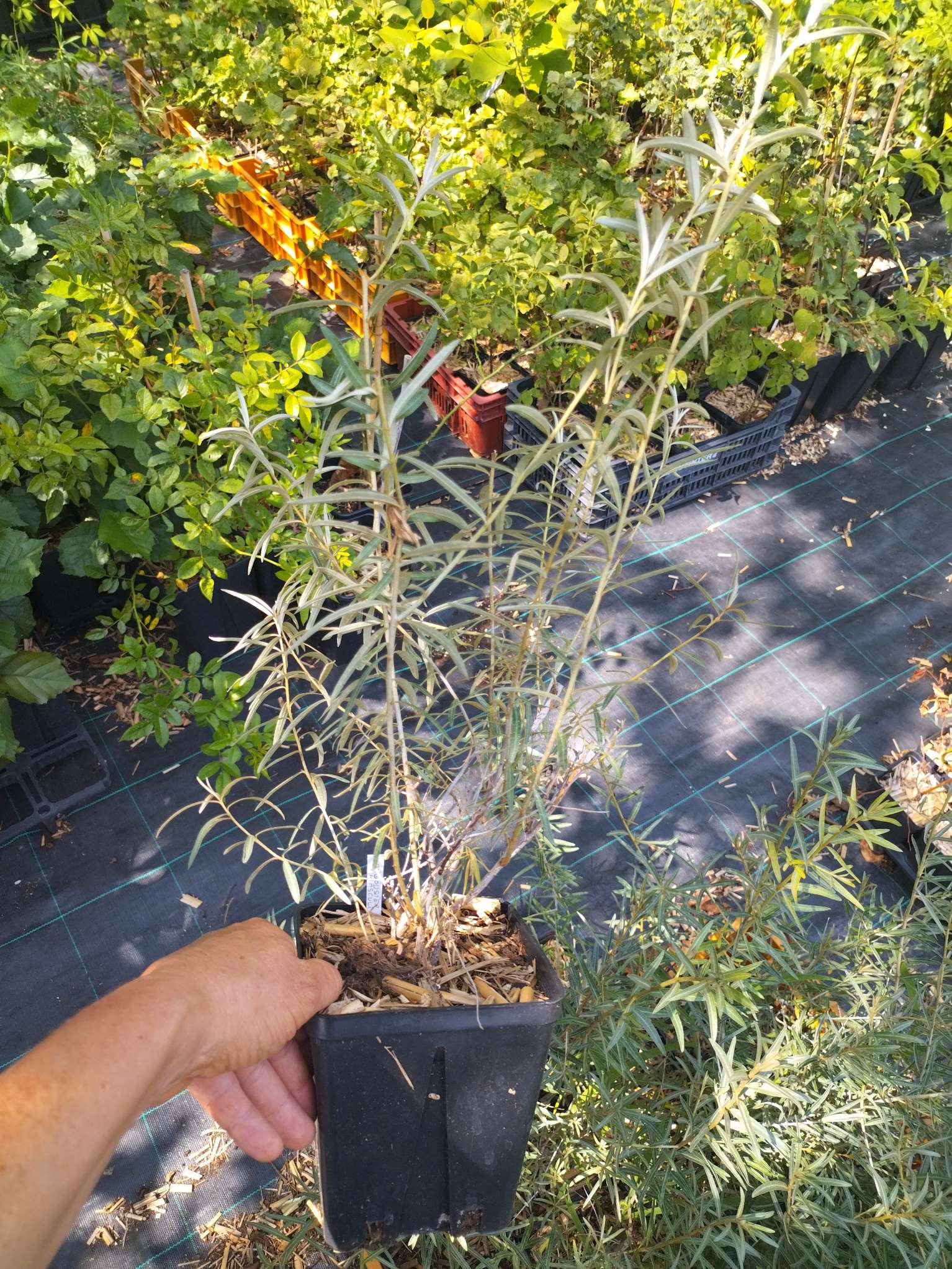 Hippophae rhamnoides 'Masculi' BIO - Argousie mâle
