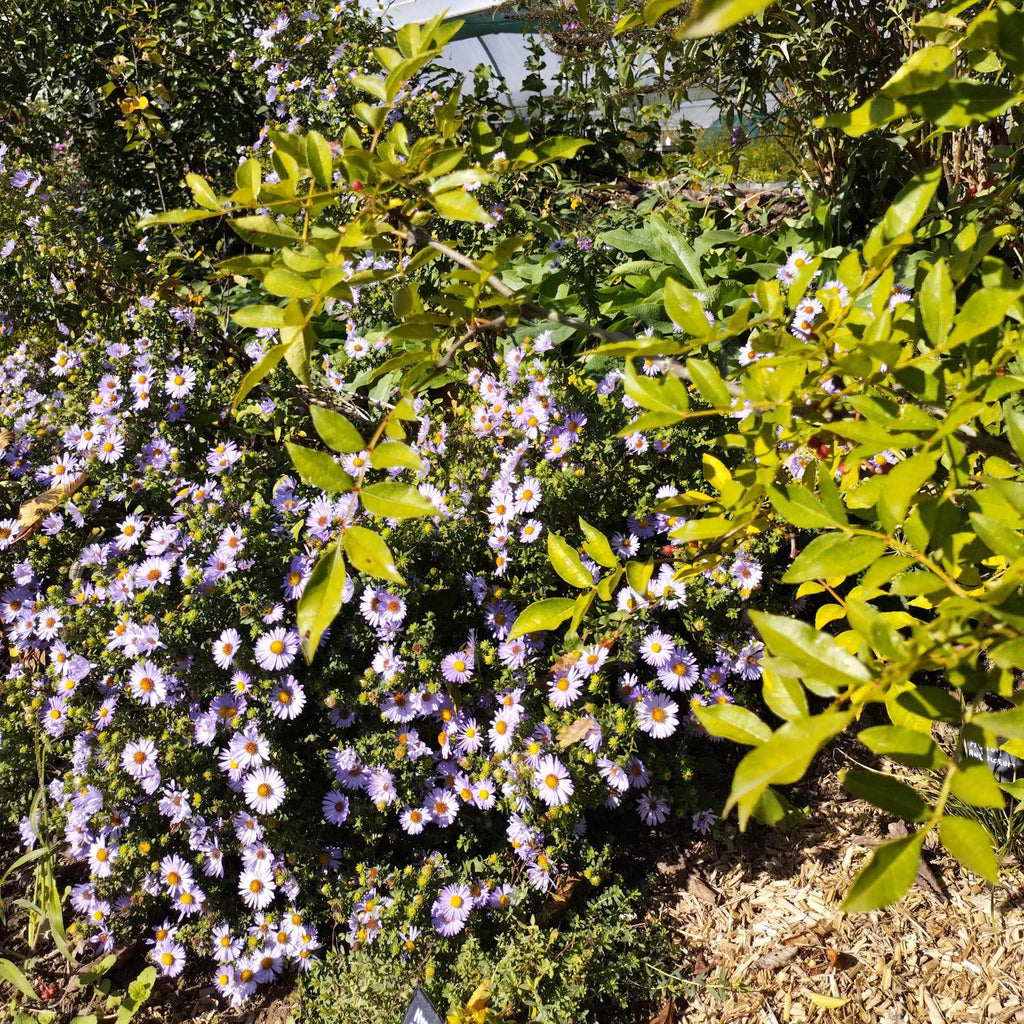 Aster oblongifolius BIO