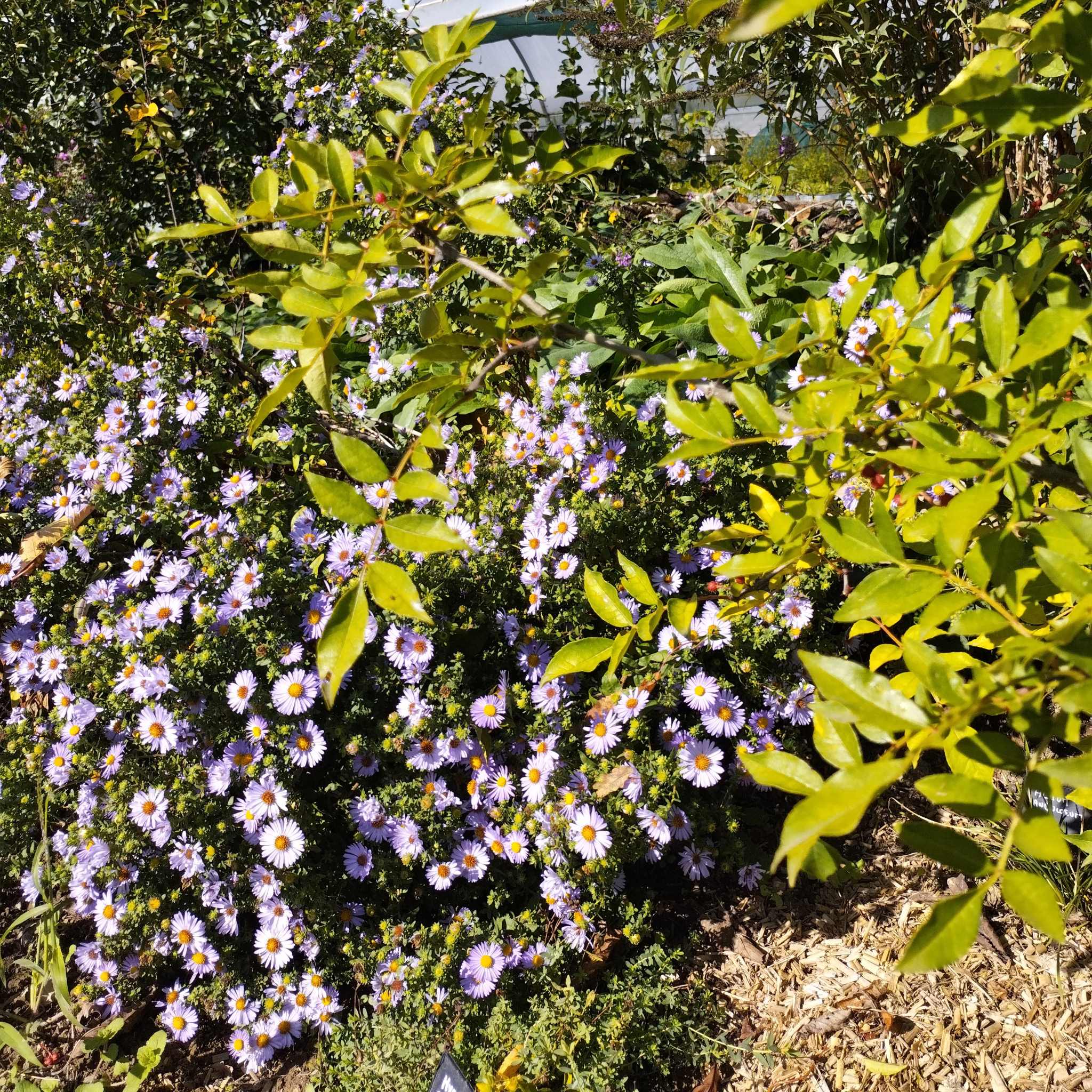 Aster oblongifolius BIO