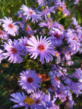 Aster oblongifolius BIO