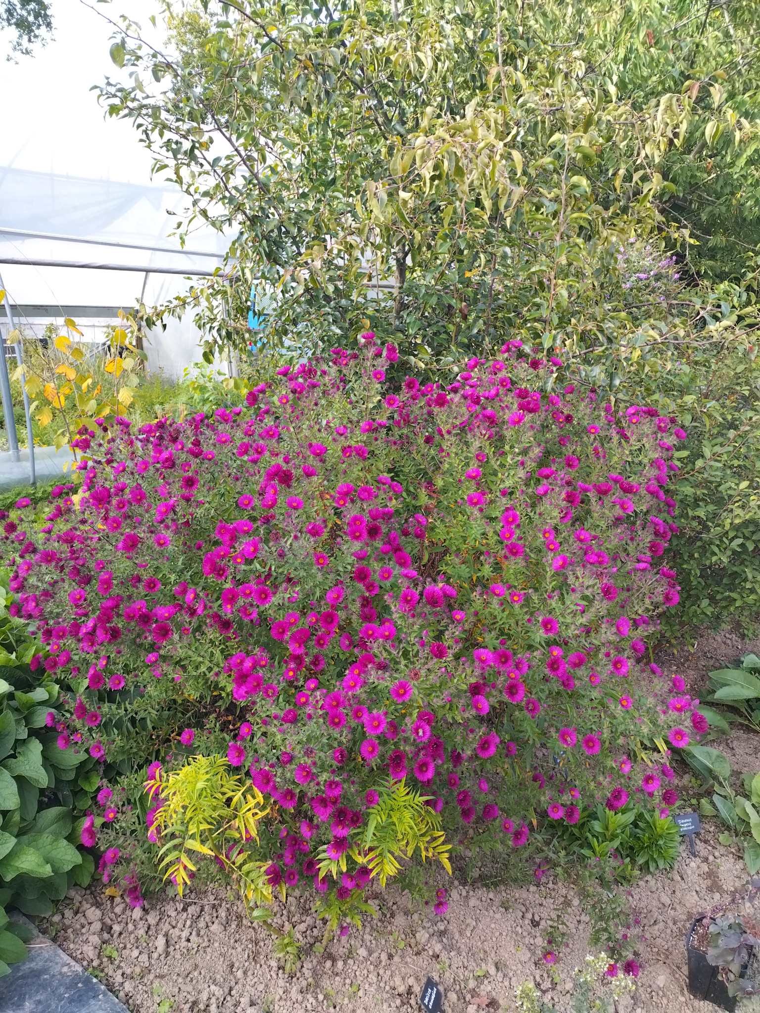 Aster novae-angliae 'Ruby Adoué' BIO