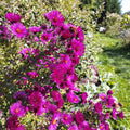 Aster novae-angliae 'Ruby Adoué' BIO