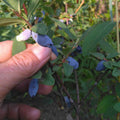 Lonicera caerulea 'Aurora' - Baie de mai BIO