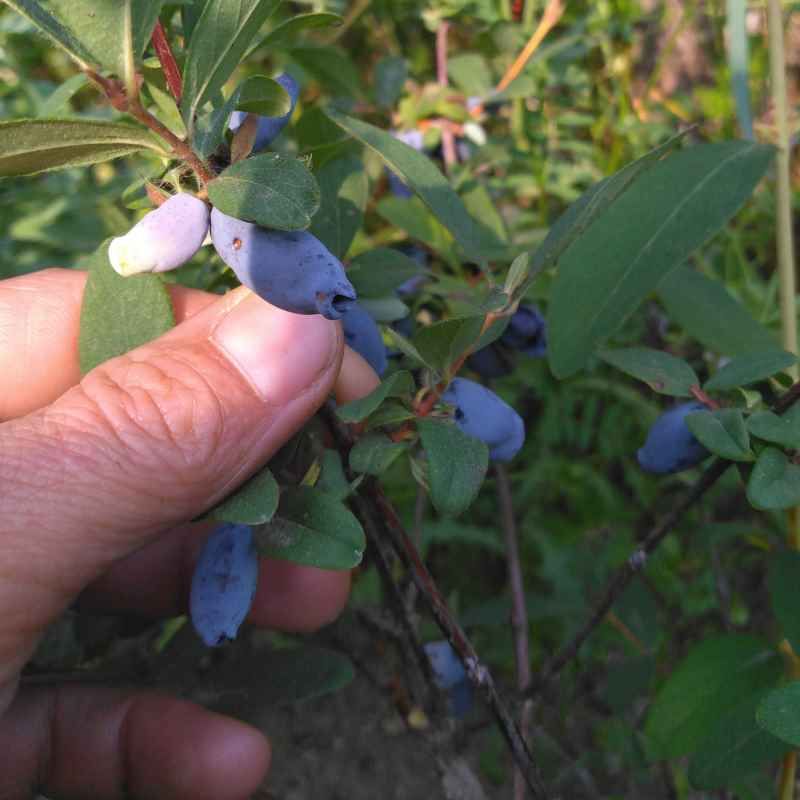 Lonicera caerulea 'Aurora' - Baie de mai BIO