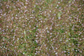 Calamintha nepeta 'Blue Cloud Strain' BIO