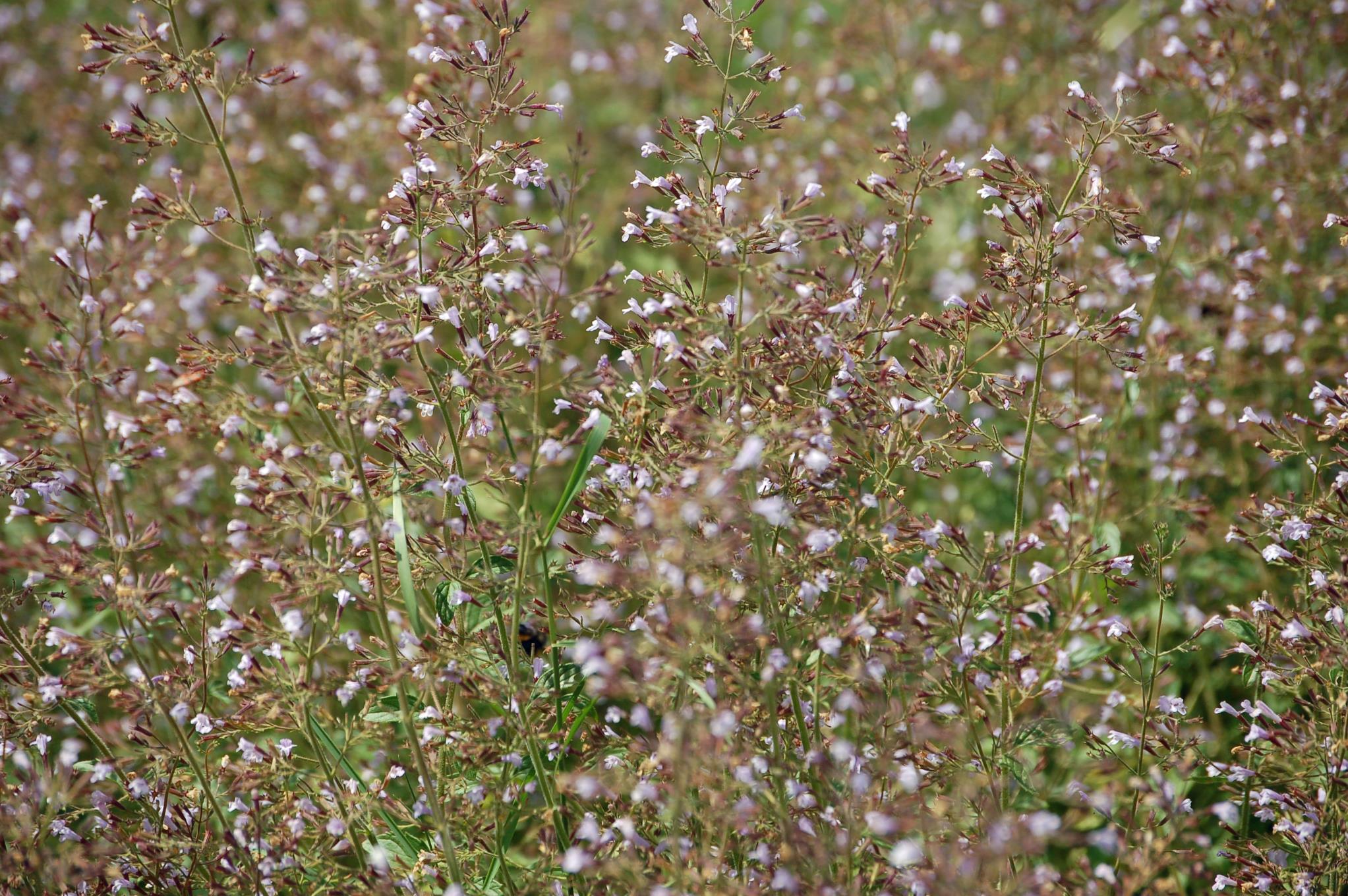 Calamintha nepeta 'Blue Cloud Strain' BIO