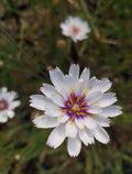 Catananche caerulea 'Alba' BIO