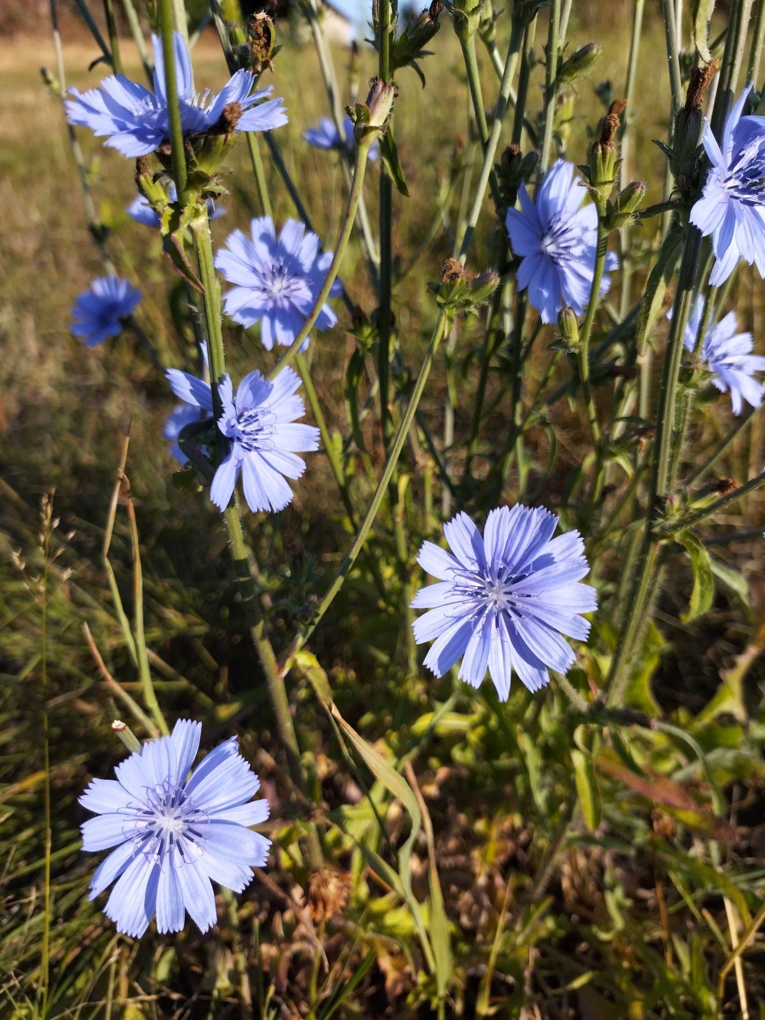 Cichorium intybus var. intybus - Chicorée BIO