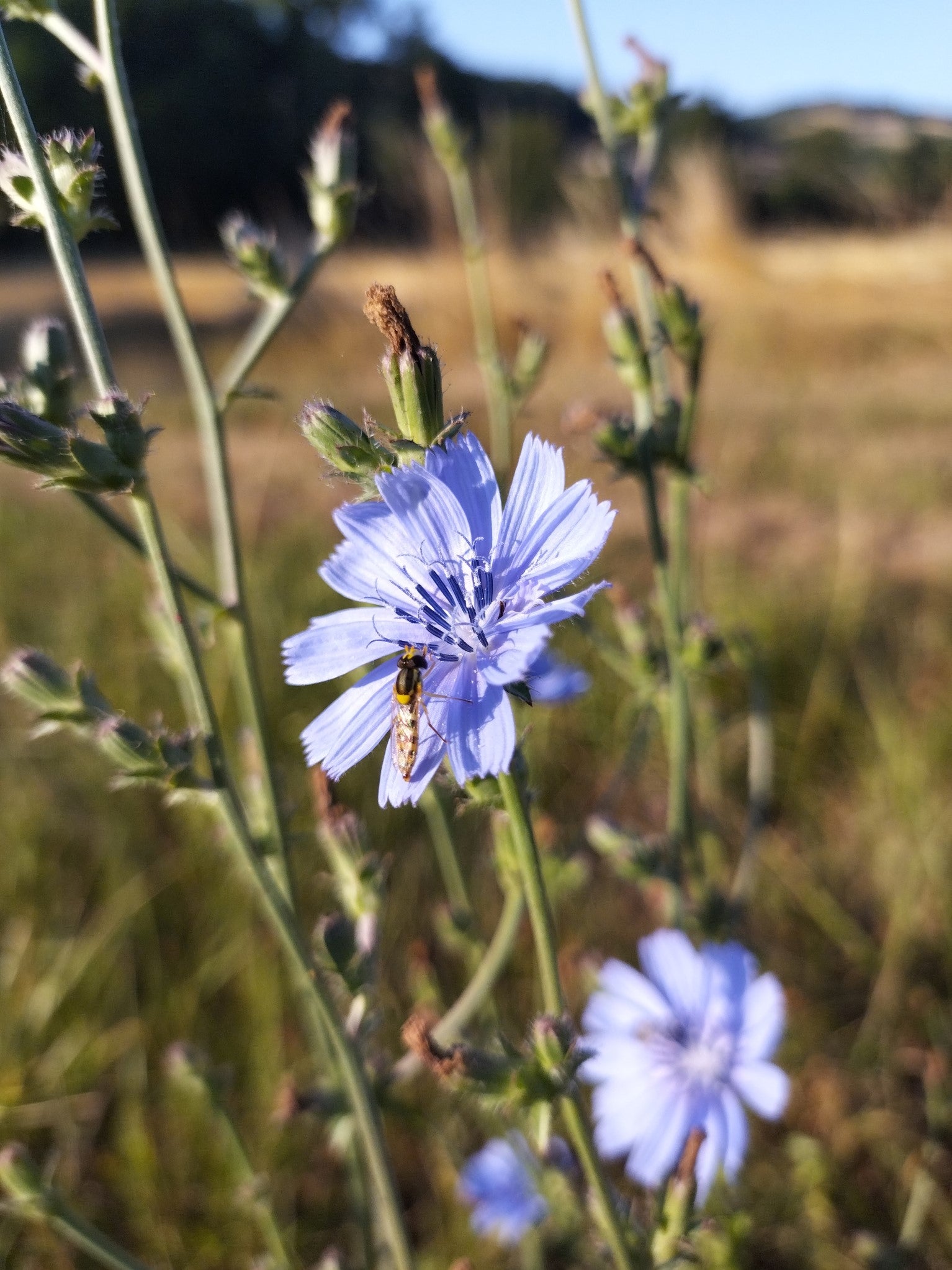 Cichorium intybus var. intybus - Chicorée BIO
