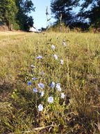 Cichorium intybus var. intybus - Chicorée BIO