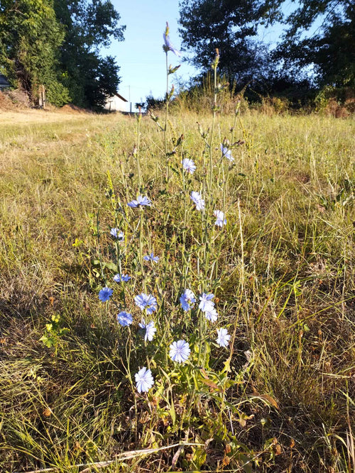 Cichorium intybus var. intybus - Chicorée BIO