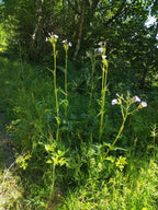 Cichorium intybus var. intybus - Chicorée BIO