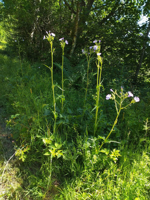 Cichorium intybus var. intybus - Chicorée BIO