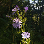 Cichorium intybus var. intybus - Chicorée BIO