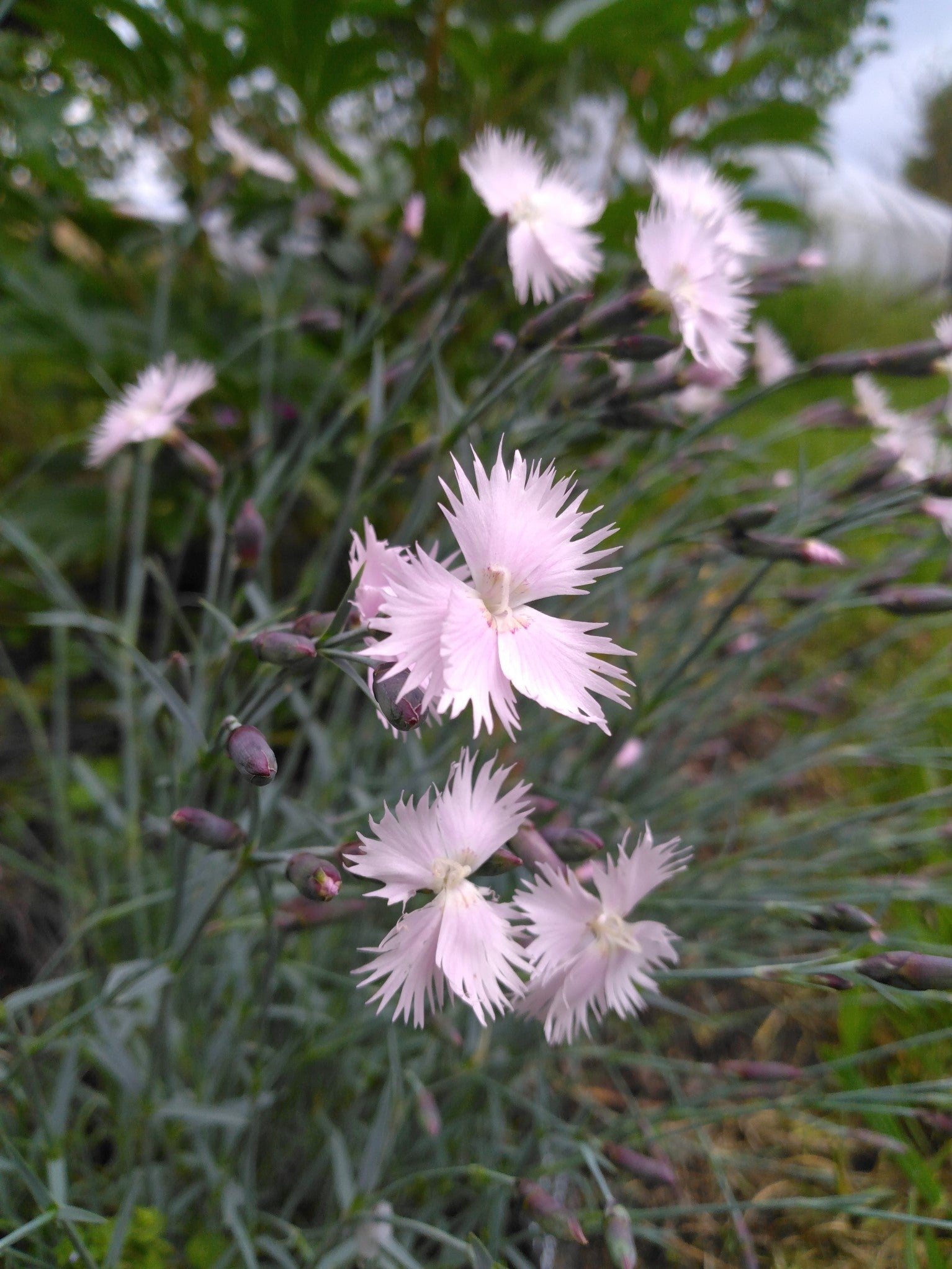 Dianthus anatolicus BIO