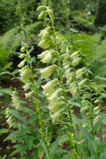 Digitalis lutea BIO