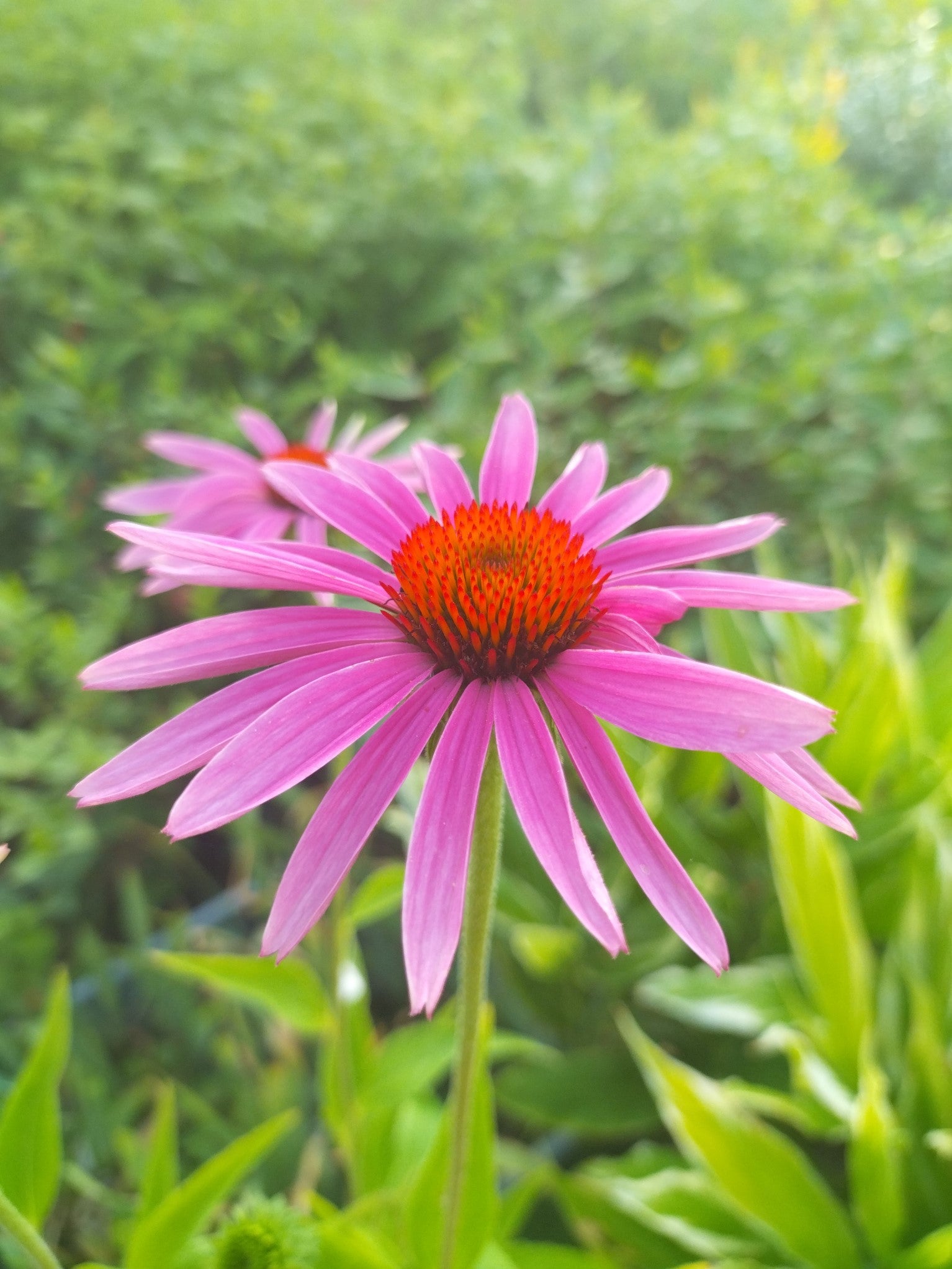 Echinacea purpurea BIO