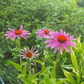 Echinacea purpurea BIO
