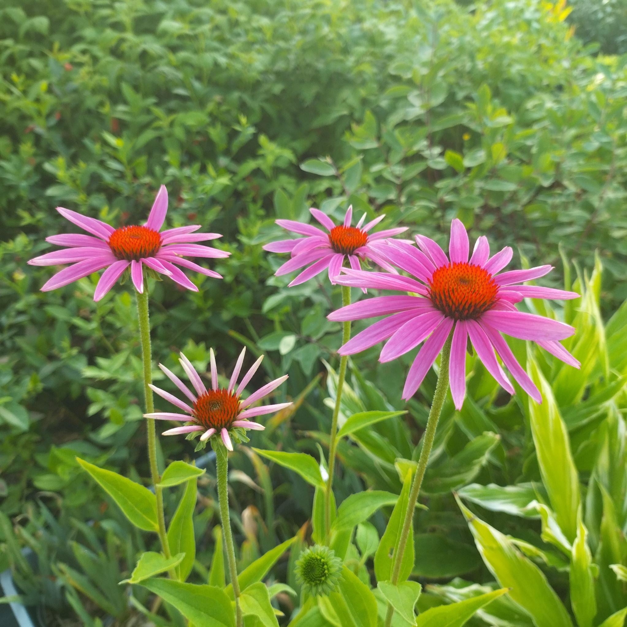 Echinacea purpurea BIO