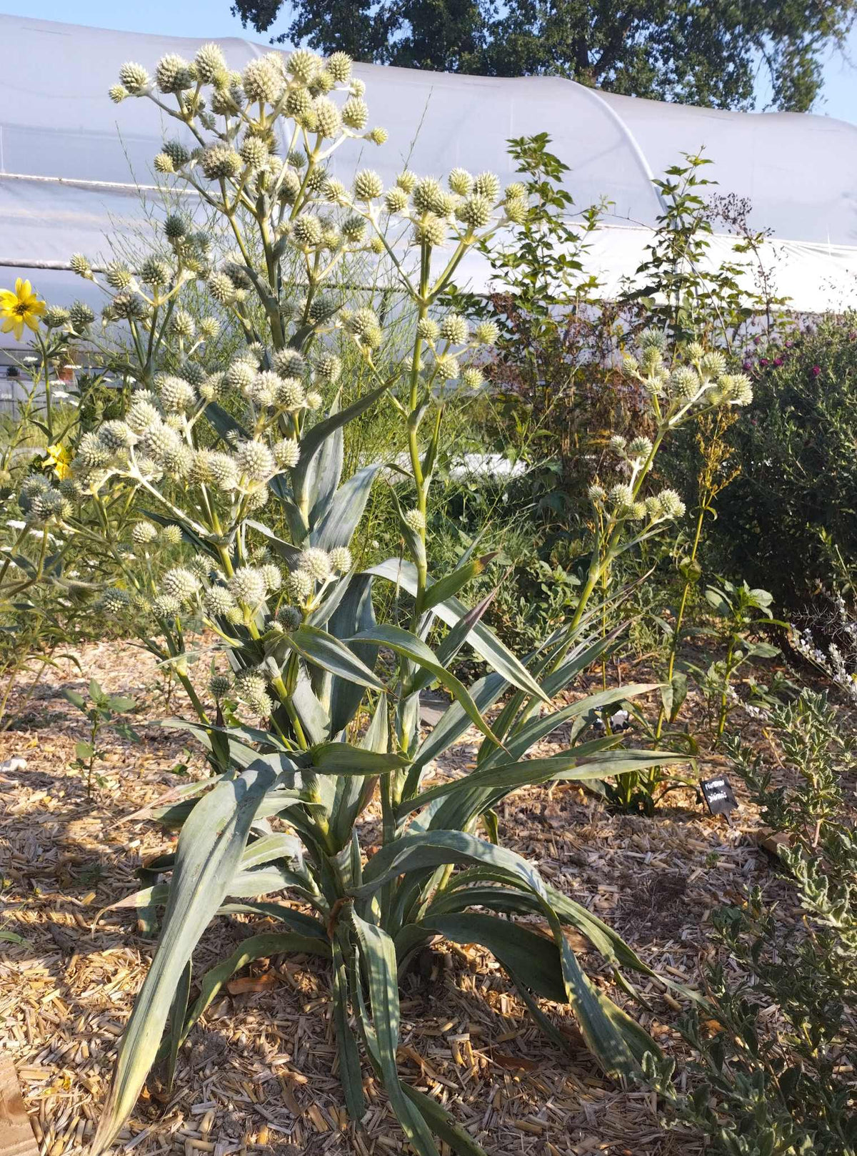 Eryngium yuccifolium BIO
