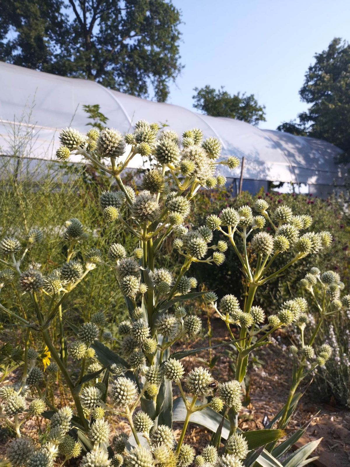 Eryngium yuccifolium BIO