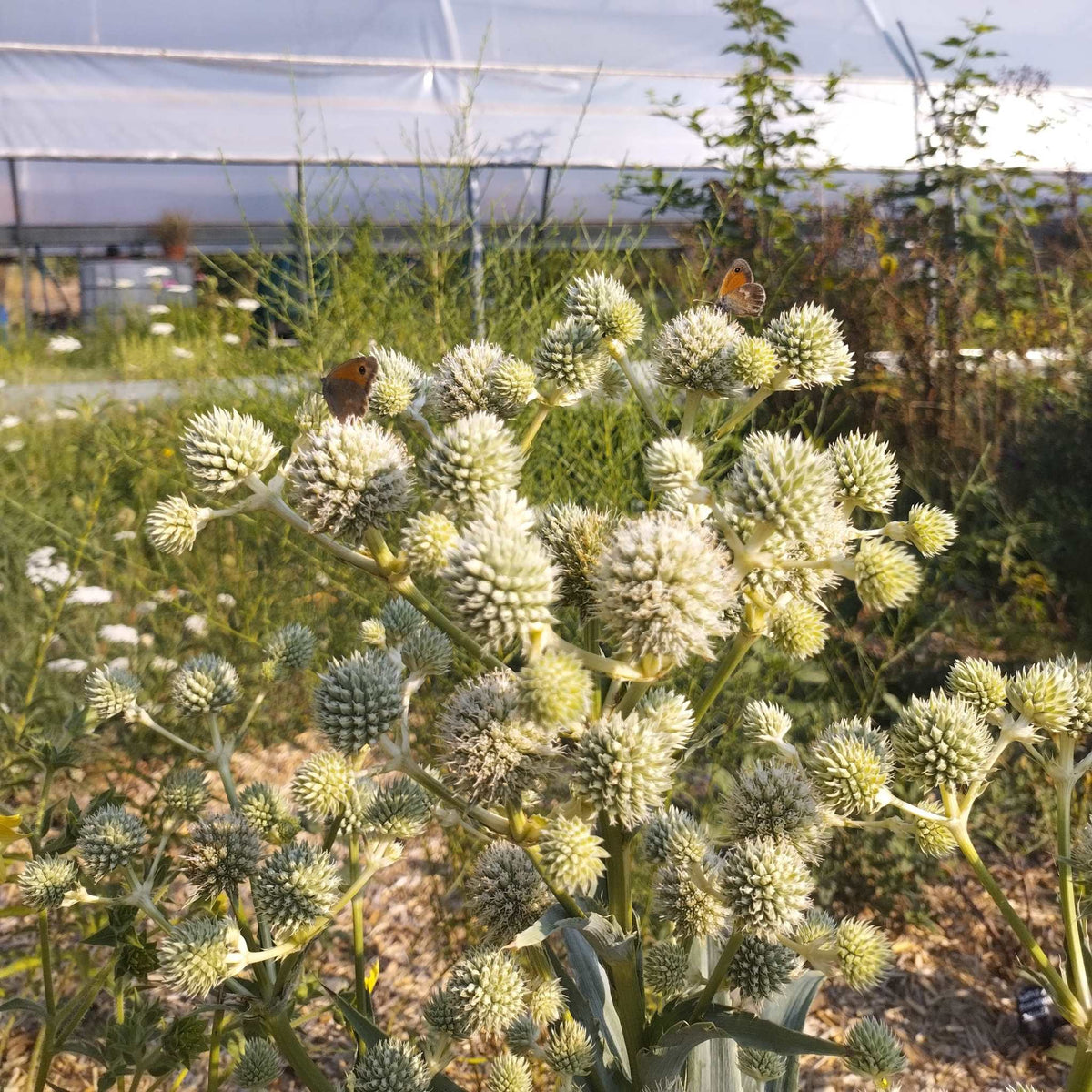 Eryngium yuccifolium BIO