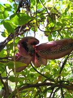 Akebia quinata BIO