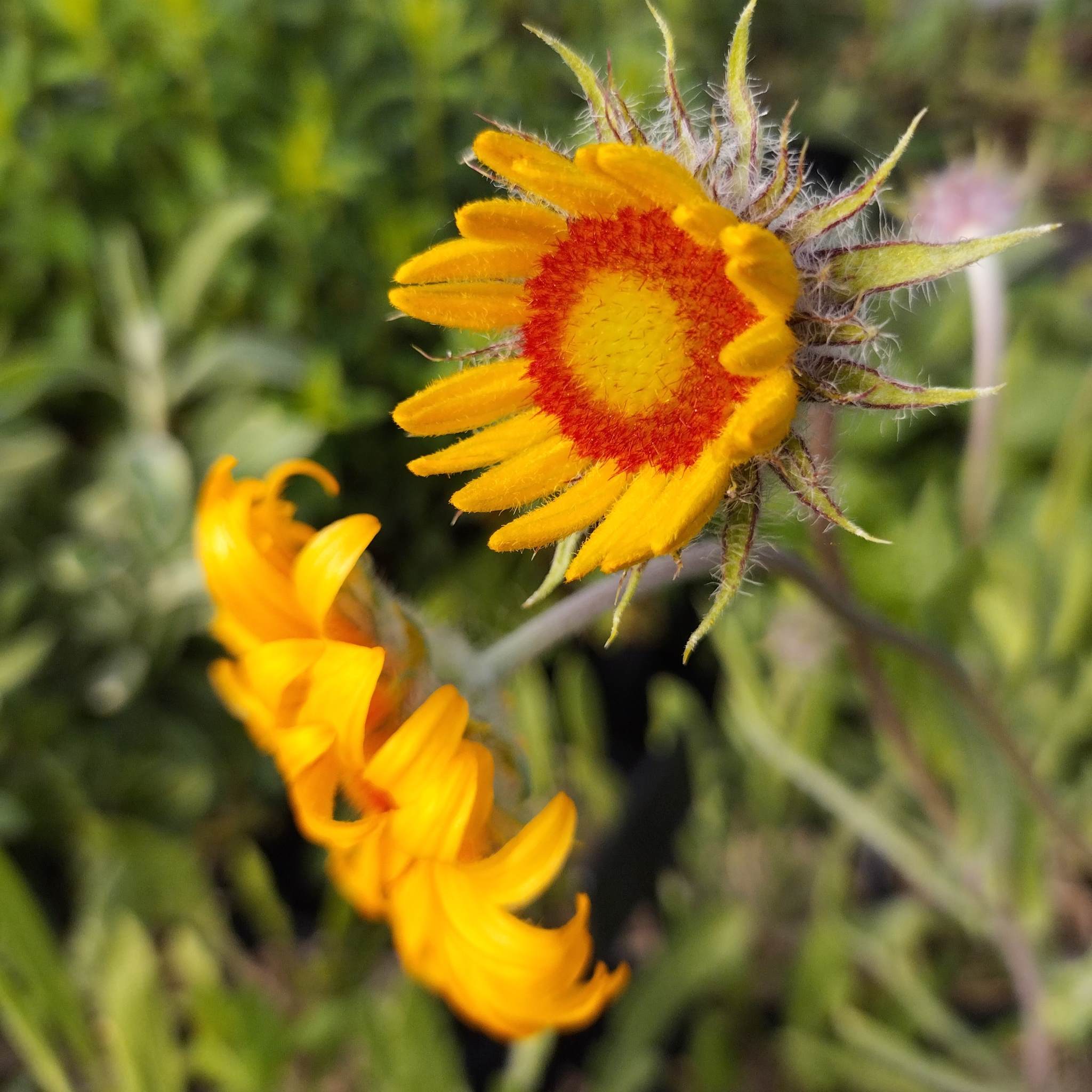 Gaillardia aristata (forme sauvage) BIO