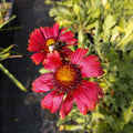 Gaillardia aristata 'Bourgogne' BIO