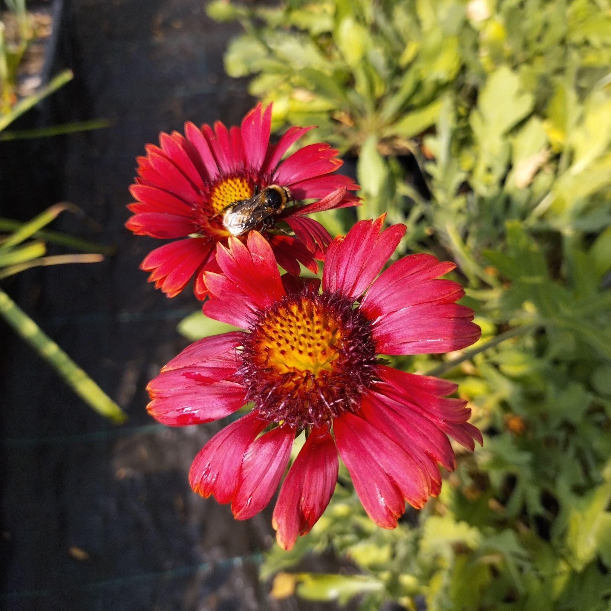 Gaillardia aristata 'Bourgogne' BIO