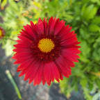 Gaillardia aristata 'Bourgogne' BIO