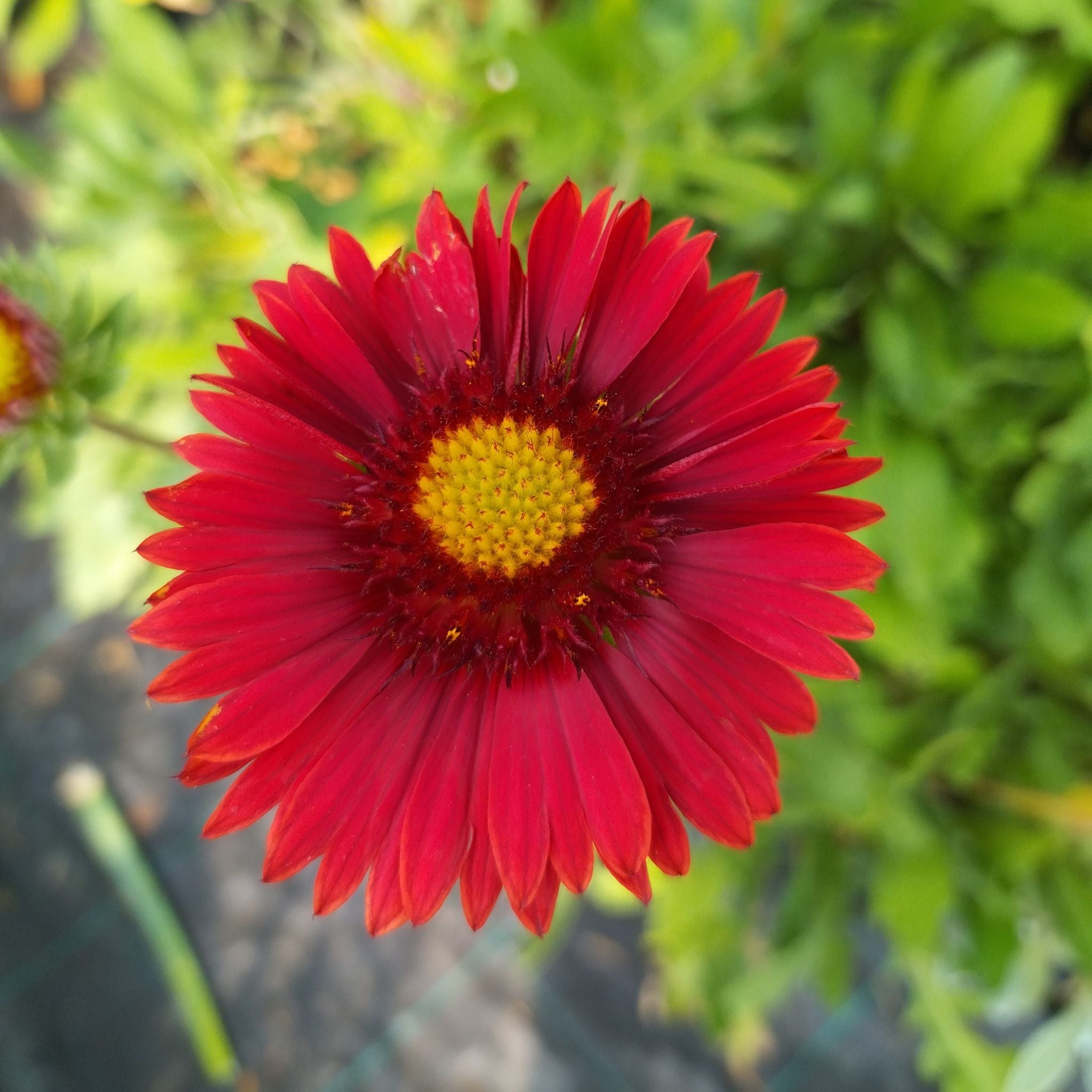 Gaillardia aristata 'Bourgogne' BIO