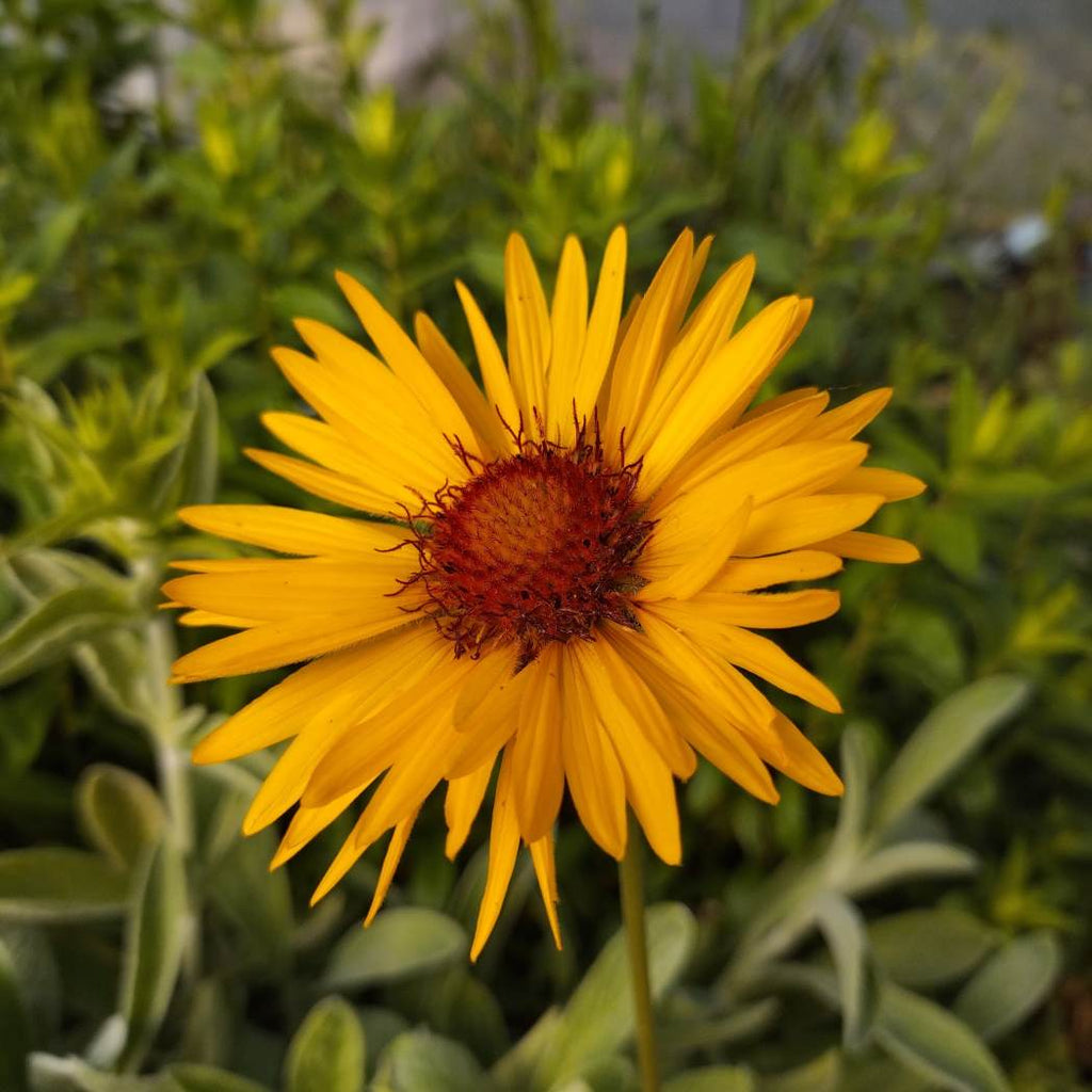 Gaillardia aristata (forme sauvage) BIO