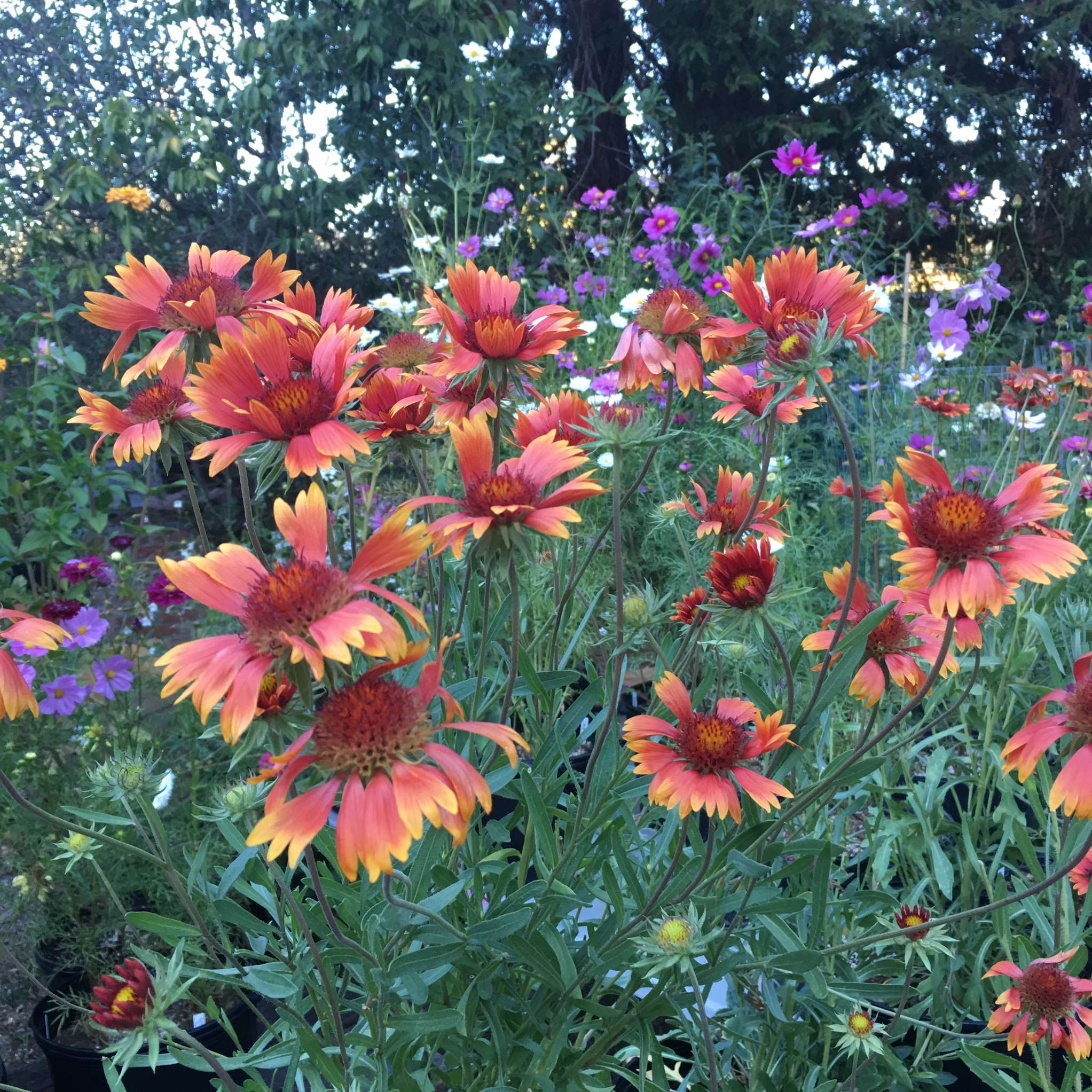 Gaillardia aristata 'Tokajer' BIO