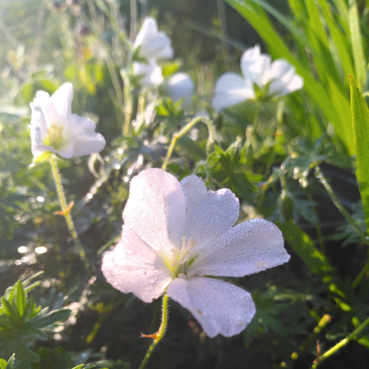 Geranium sanguineum 'Album' BIO