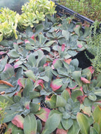 Goniolimon speciosum BIO