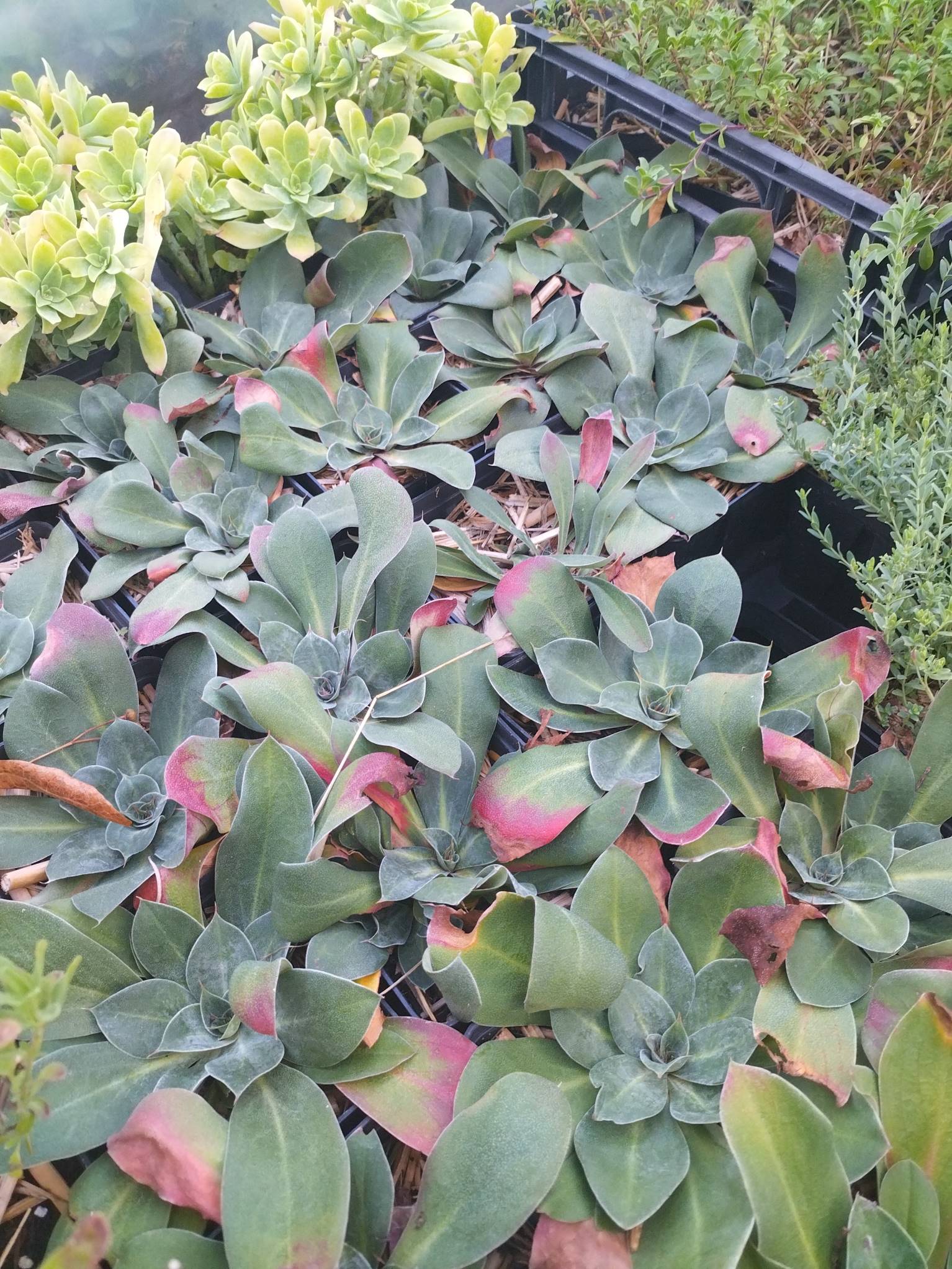 Goniolimon speciosum BIO